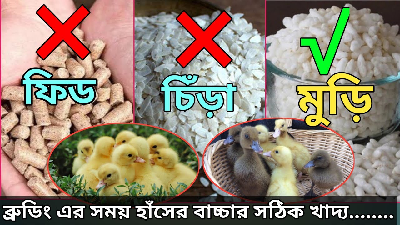 একদিনের হাঁসের বাচ্চার খাদ্য | হাঁসের বাচ্চার খাদ্য | ফ্যামিলি খামার | Family Khamar
