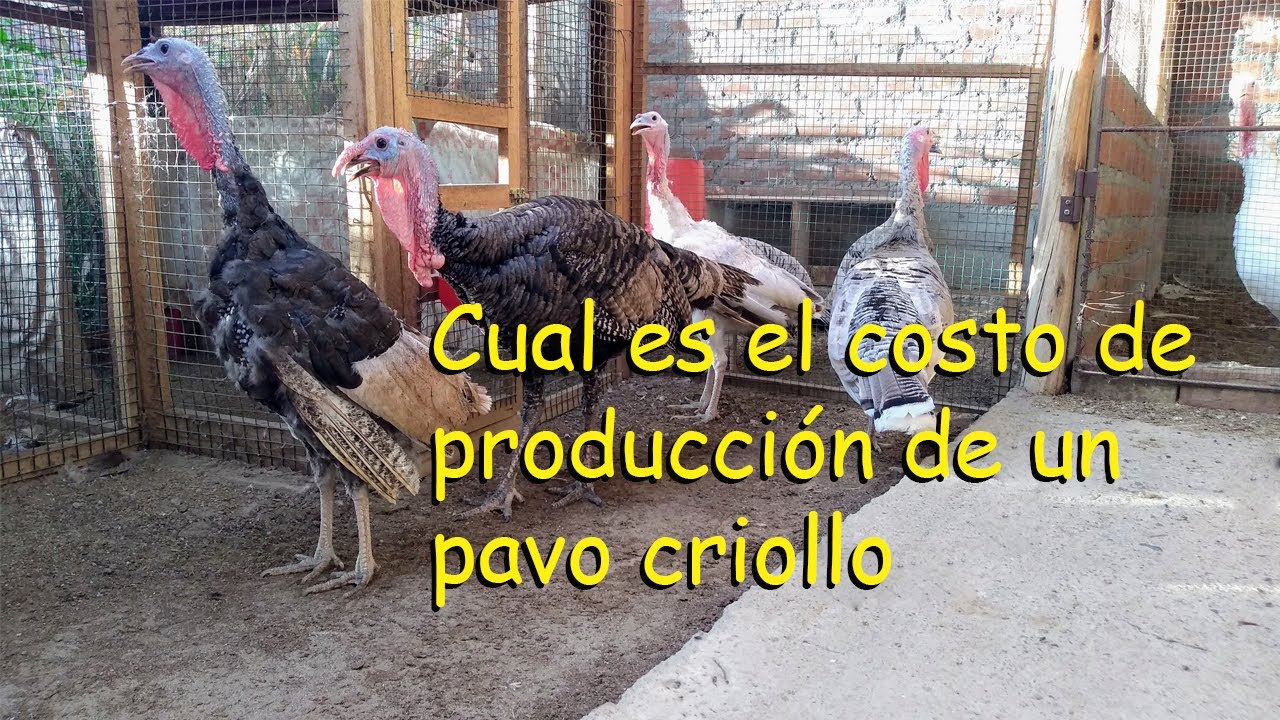 COMO CALCULAR EL COSTO DE PRODUCION DE UN PAVO CRIOLLO. *aves de corral