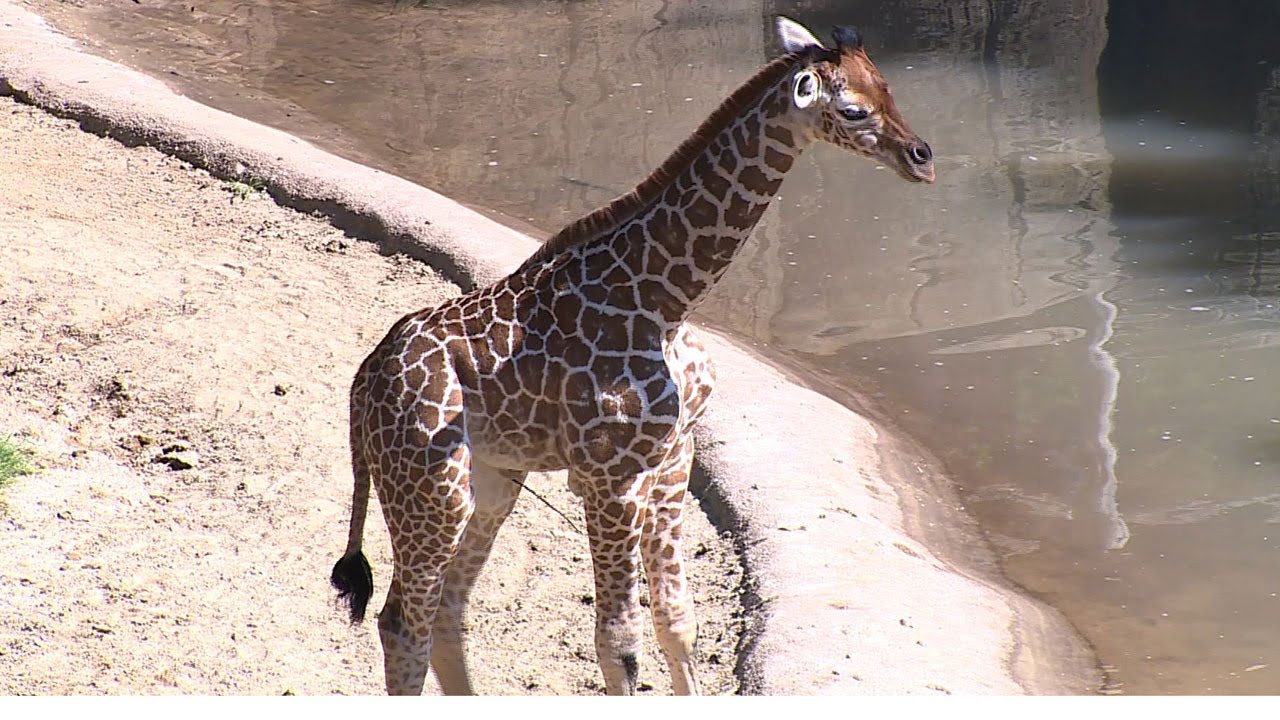 Dallas Zoo's newest giraffe, Kipenzi, makes her debut