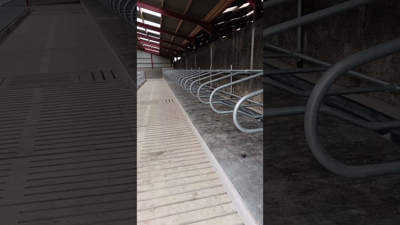 cow shed design#punjabisong #dairy #cow #punjabisong