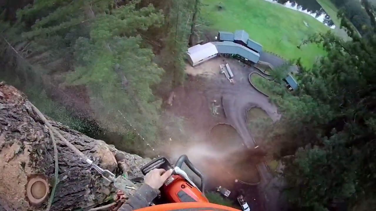 Tree climber cuts HUGE top with Husqvarna 562xp