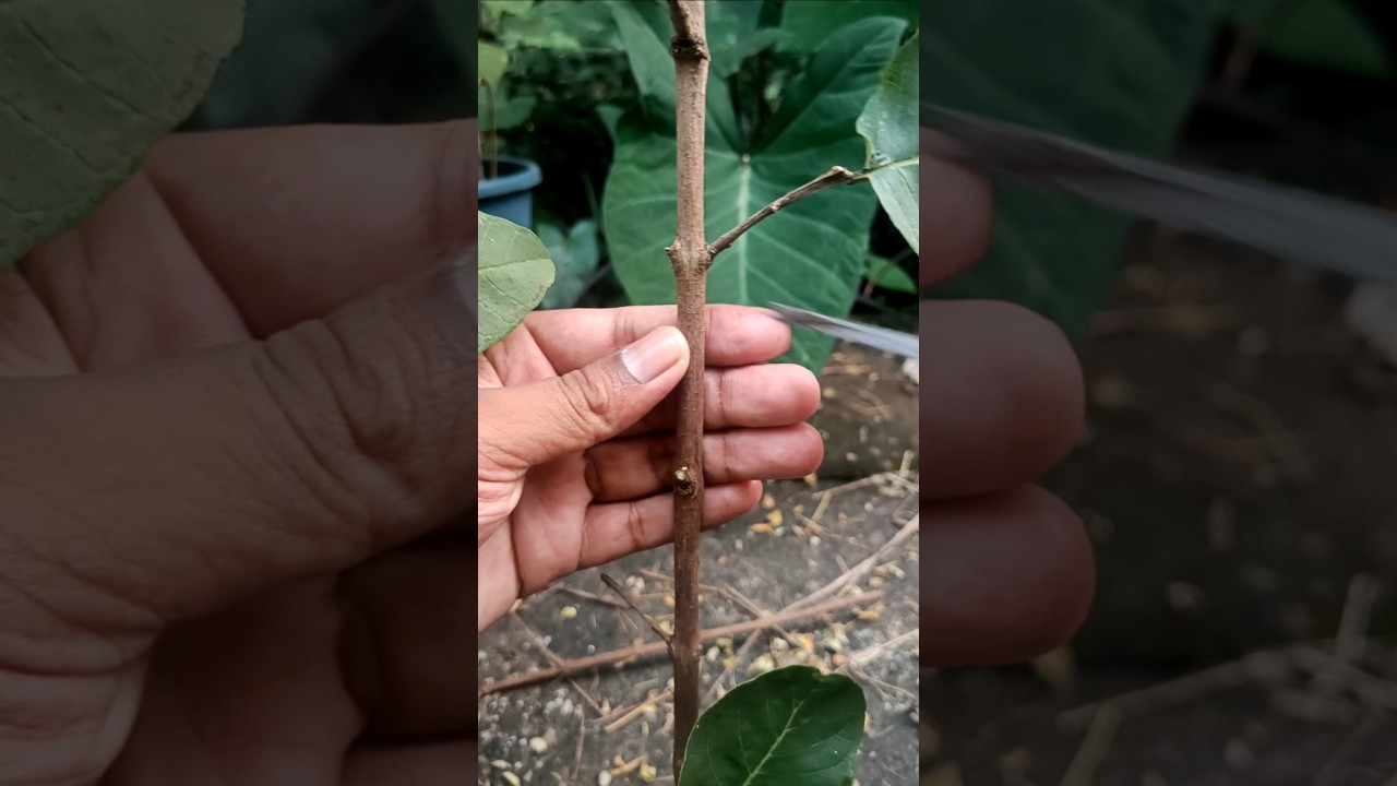 Guava tree grafting technique - grafting fruit tree at home #grafting #shorts #shortsfeed #guavatree