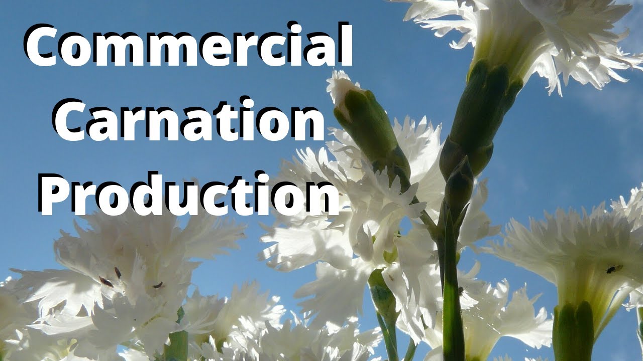 Start a Carnation Farm with This Production Blueprint