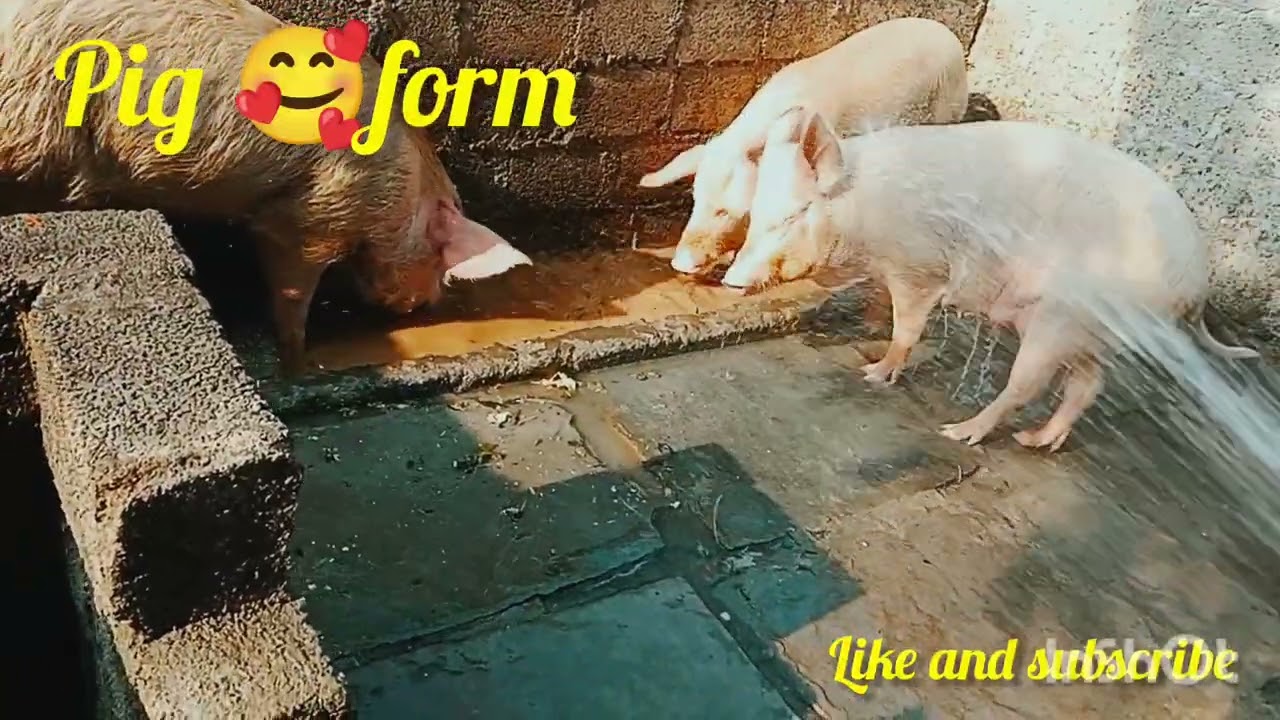 Pig form🥰 చిన్నపిల్లల కోసం కొత్తగా కంచి వేసాం 👍