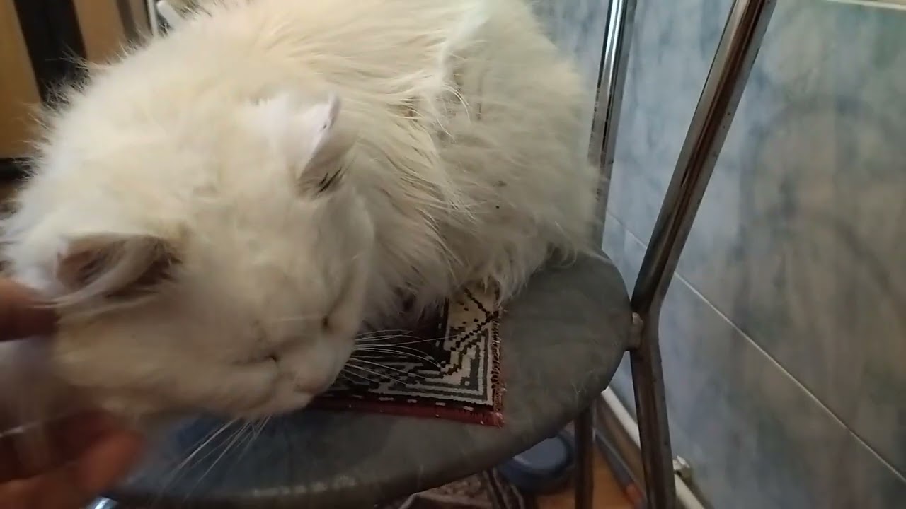 “🐱Bears Think People Live in Trees” - So it is with Katya the Cat🐱