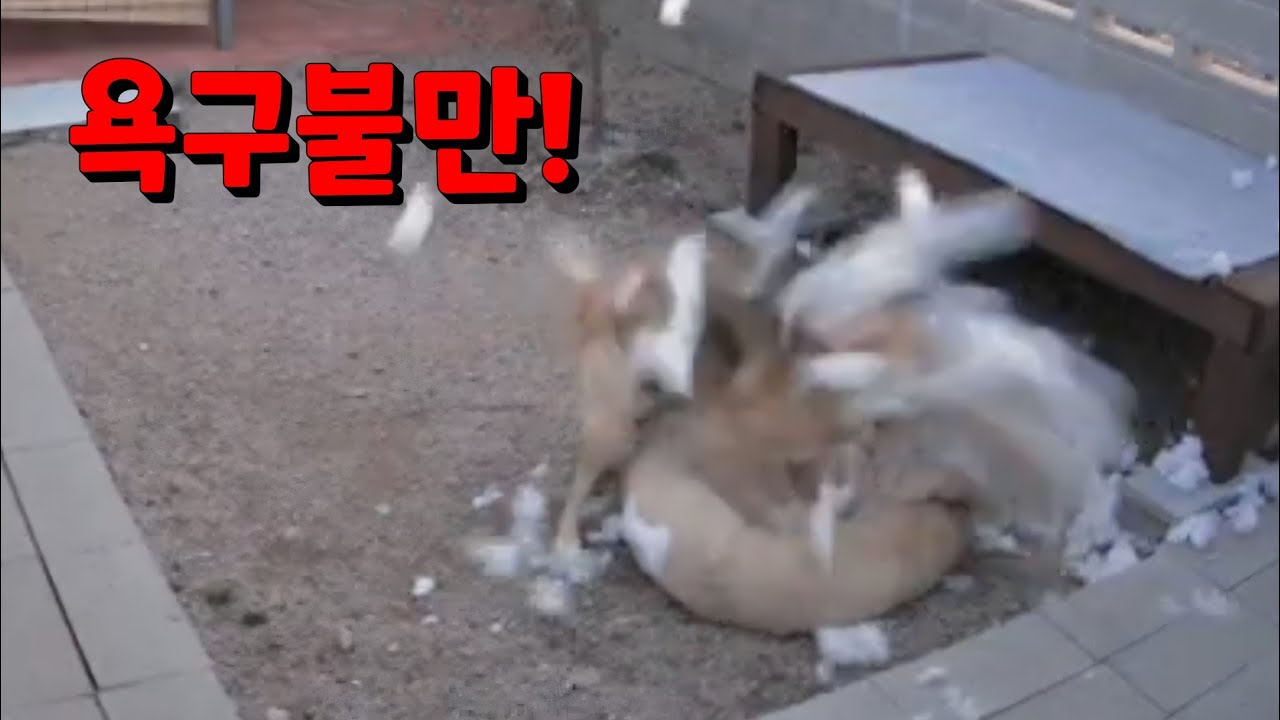 진돗개 울프의 분노의 몸부림!