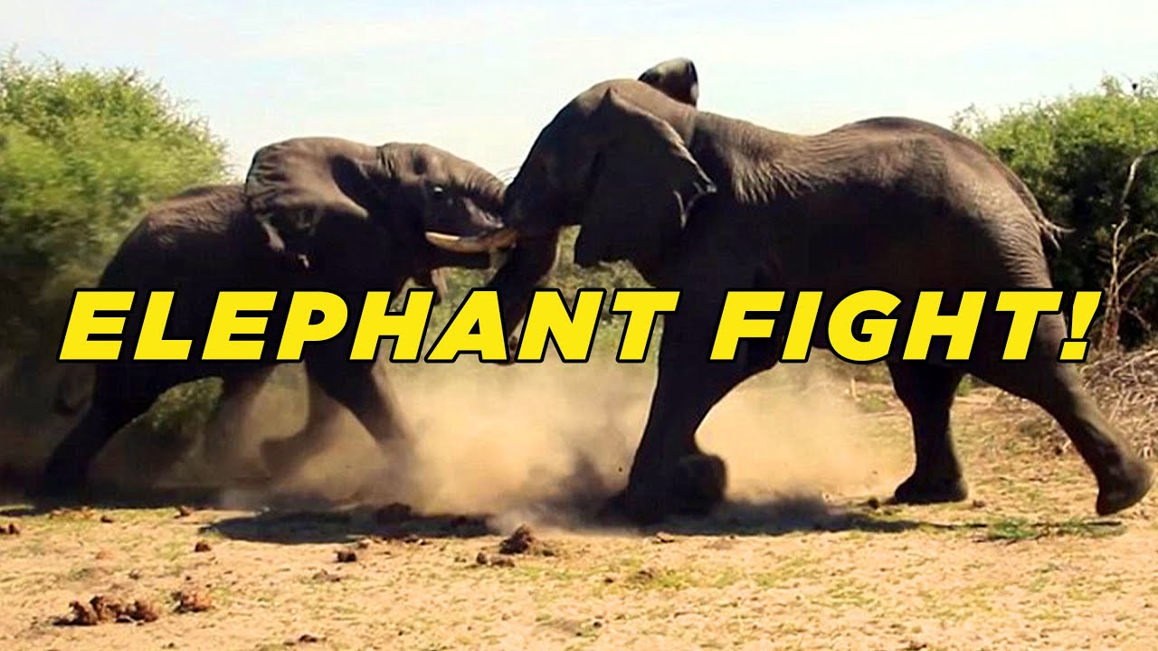Elephant Fight Video! Unedited!