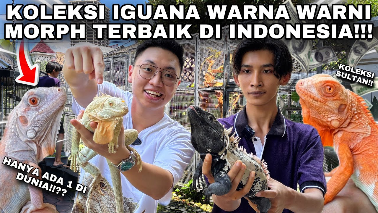 GREBEK KOLEKTOR DINOSAURUS EKSOTIS PALING UNIK DAN LANGKA! INI PETERNAKAN IGUANA MORPH PALING ANEH