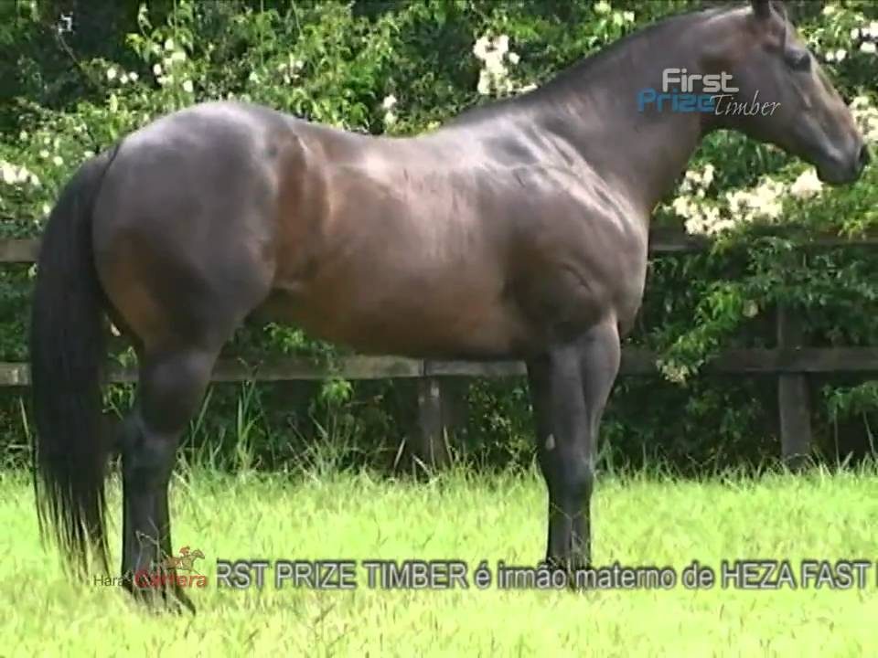 FIRST PRIZE TIMBER