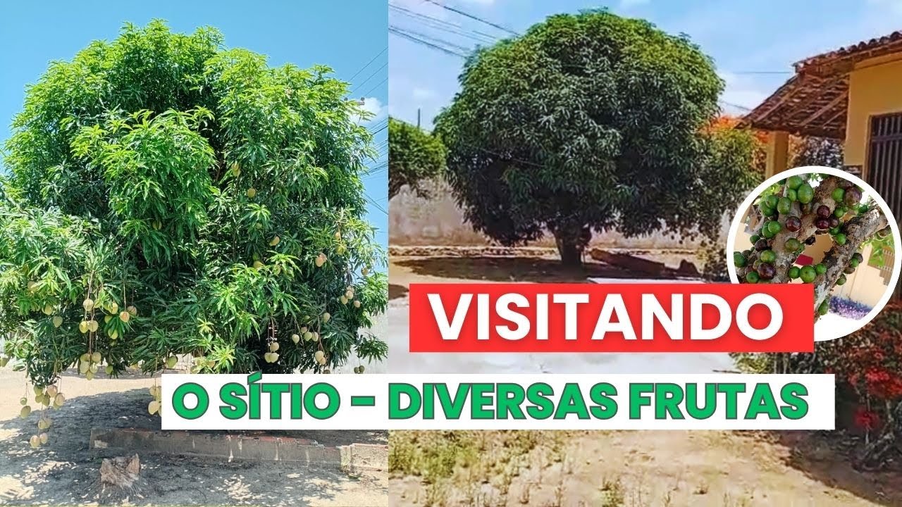 Visitando Capela-Se - Pomar em Casa 🌳 Limão Doce, Manga Rosa, Jaboticaba, Acerola e Pitanga
