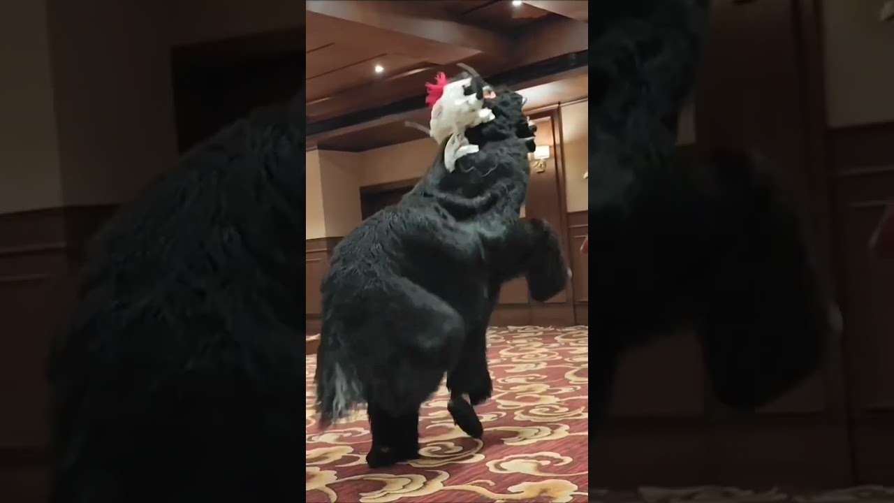 Yak Dance #bhutan #dance #video #yak #thimphu