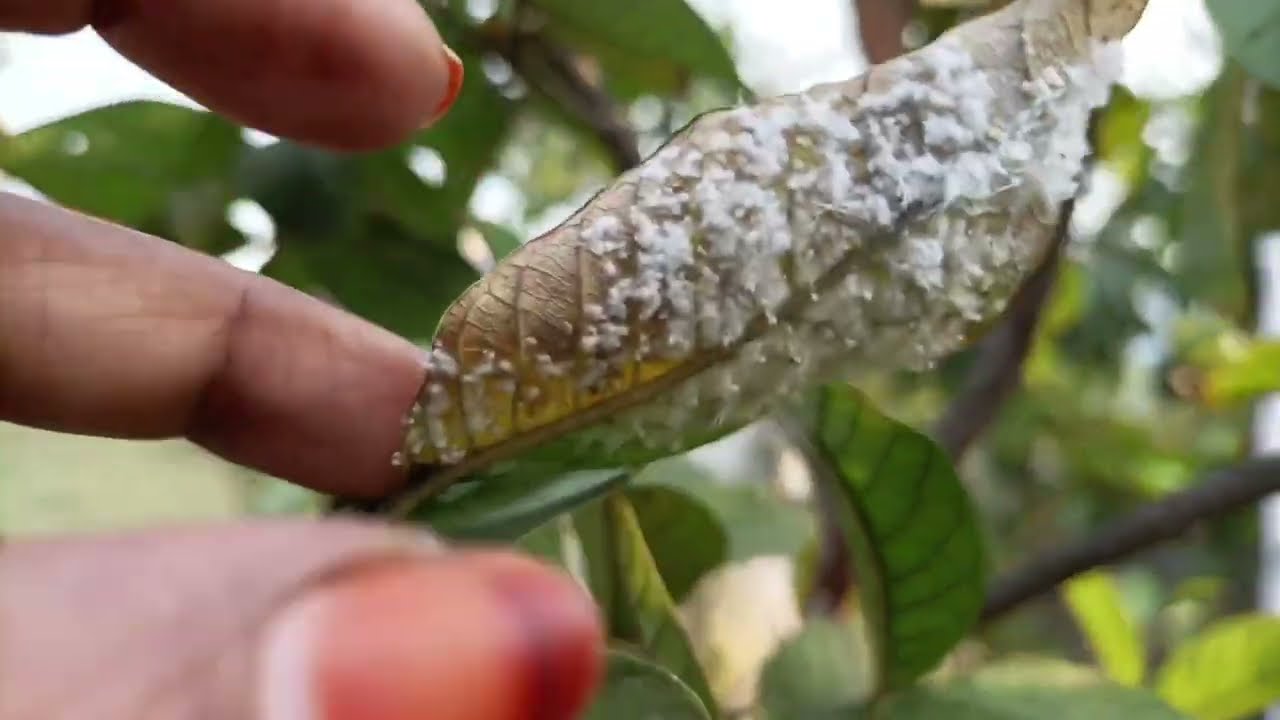 Pest in terrace garden 🪳🪳 | Guava and sapotta fruits 🏡