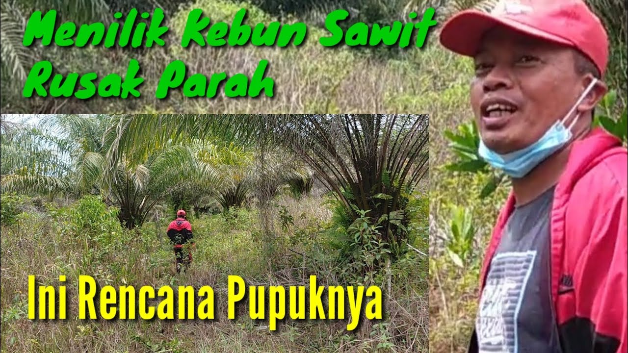 Penanganan Kebun sawit yang lama tidak dirawat@Kopi Inspirasi81