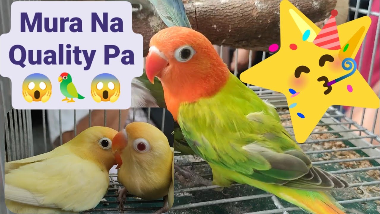 Vlog475 Green Opaline Sex Link Hen Pale Faded Split Pale Fallow Red Factor Line😱😱😱😱😱🦜🦜🦜🥳