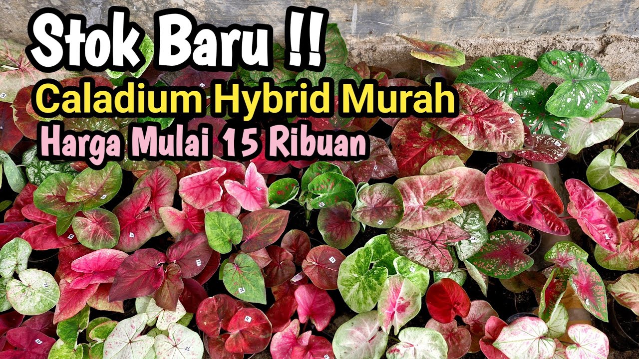 Stok Baru || Caladium Murah Part#609