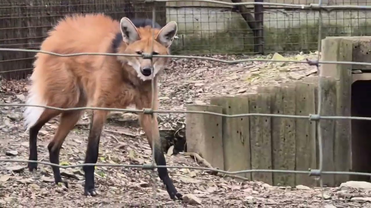 Wolf | Loup à crinière | Maned wolf |  Parc animalier de Bouillon