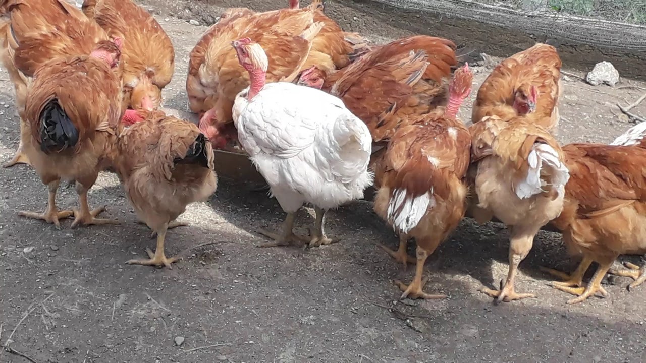 Pui rasa mixta vârstă 3 luni