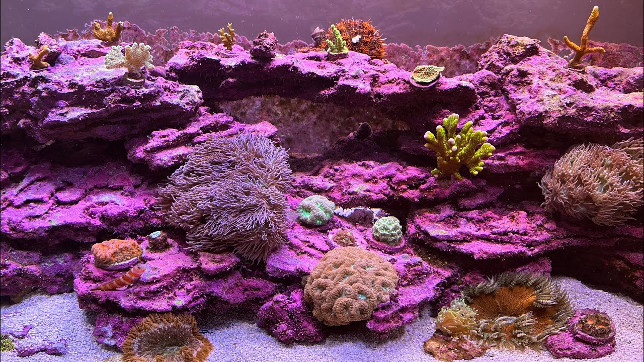 Explained: How I Get So Much Coralline Algae