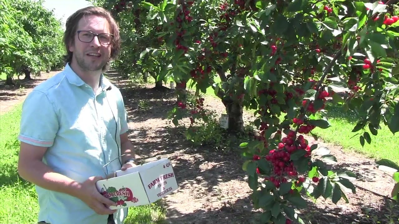 USDA-ARS Apple/Tart Cherry Germplasm Collection