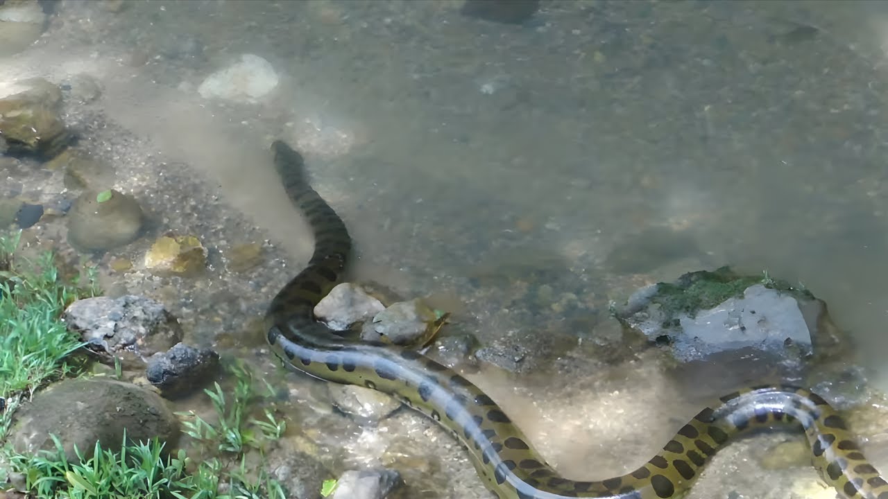 10 ANACONDAS GIGANTES CAPTADAS EN AMÉRICA DEL SUR