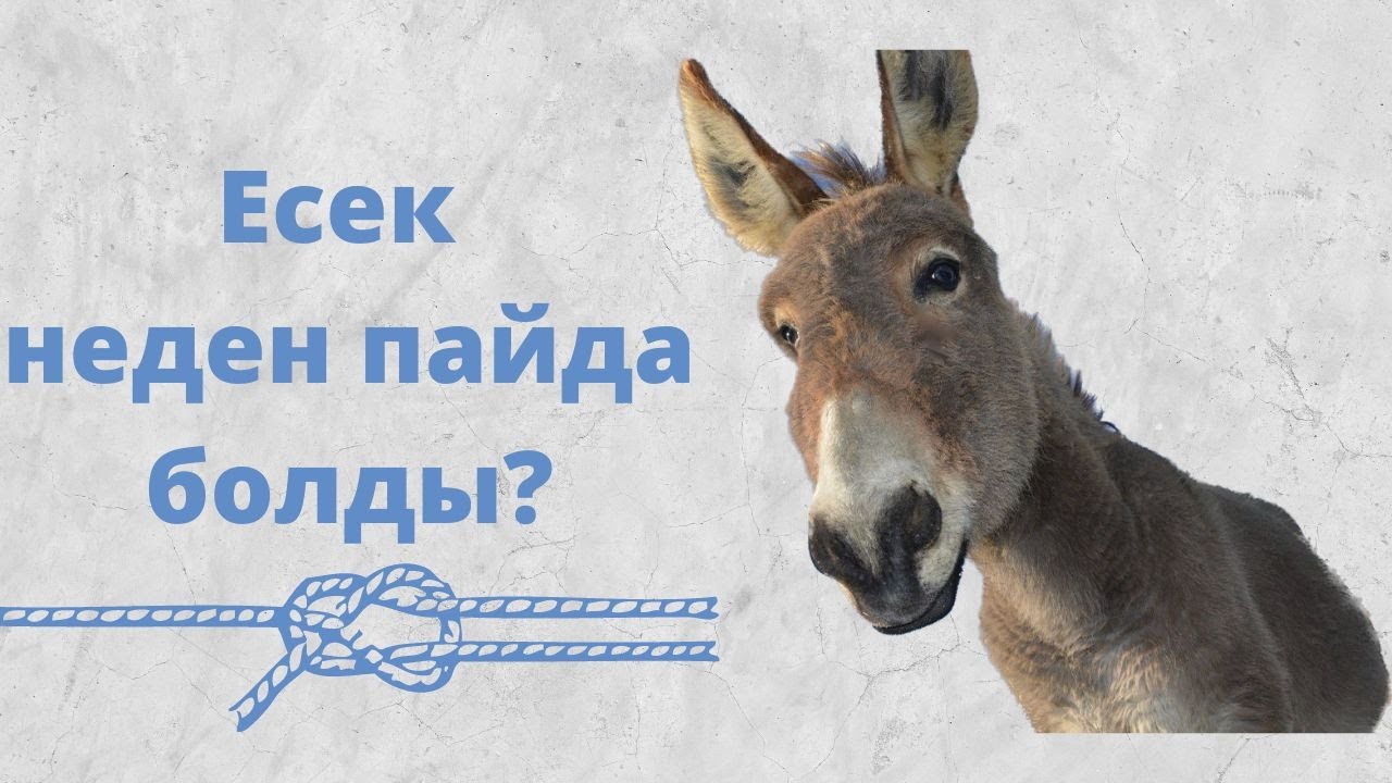 ЕСЕК НЕДЕН ПАЙДА БОЛДЫ?