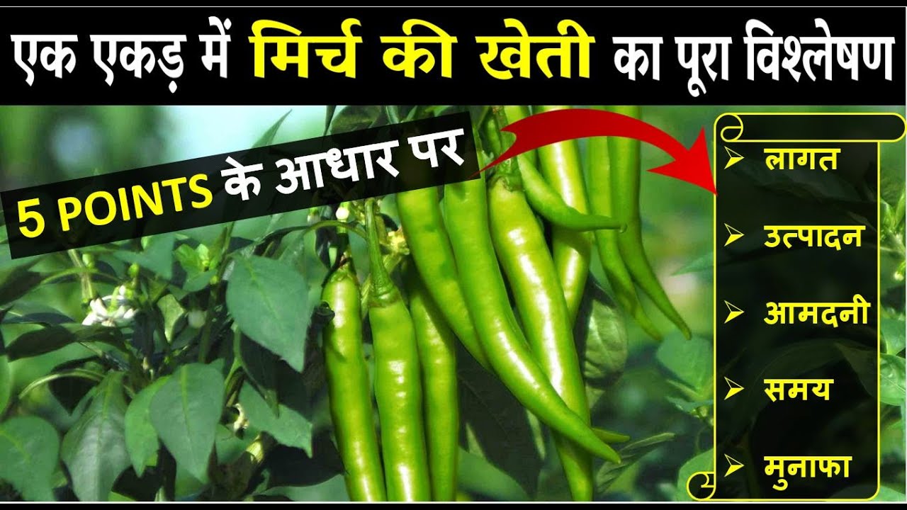 मिर्च की खेती कब और कैसे करें | Mirch ki kheti ki puri jankari | Mirch ki kheti kaise karen