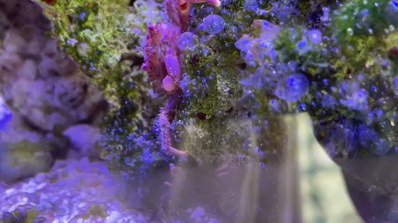 Mithrax crab - Eating Valonia Algae.