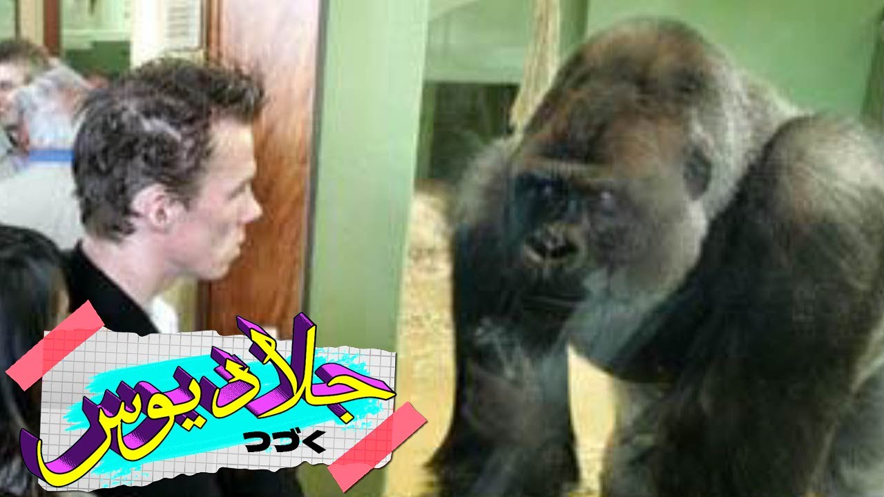 ماذا يحدث إذا ابتسمت في وجه غوريلا؟ | جرعة المعرفة#3