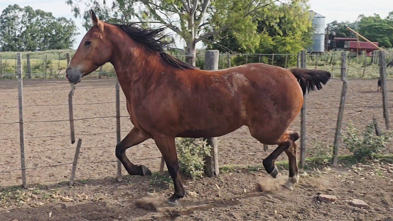 Potro colorado, palenquiado re gaucho $1.440.000