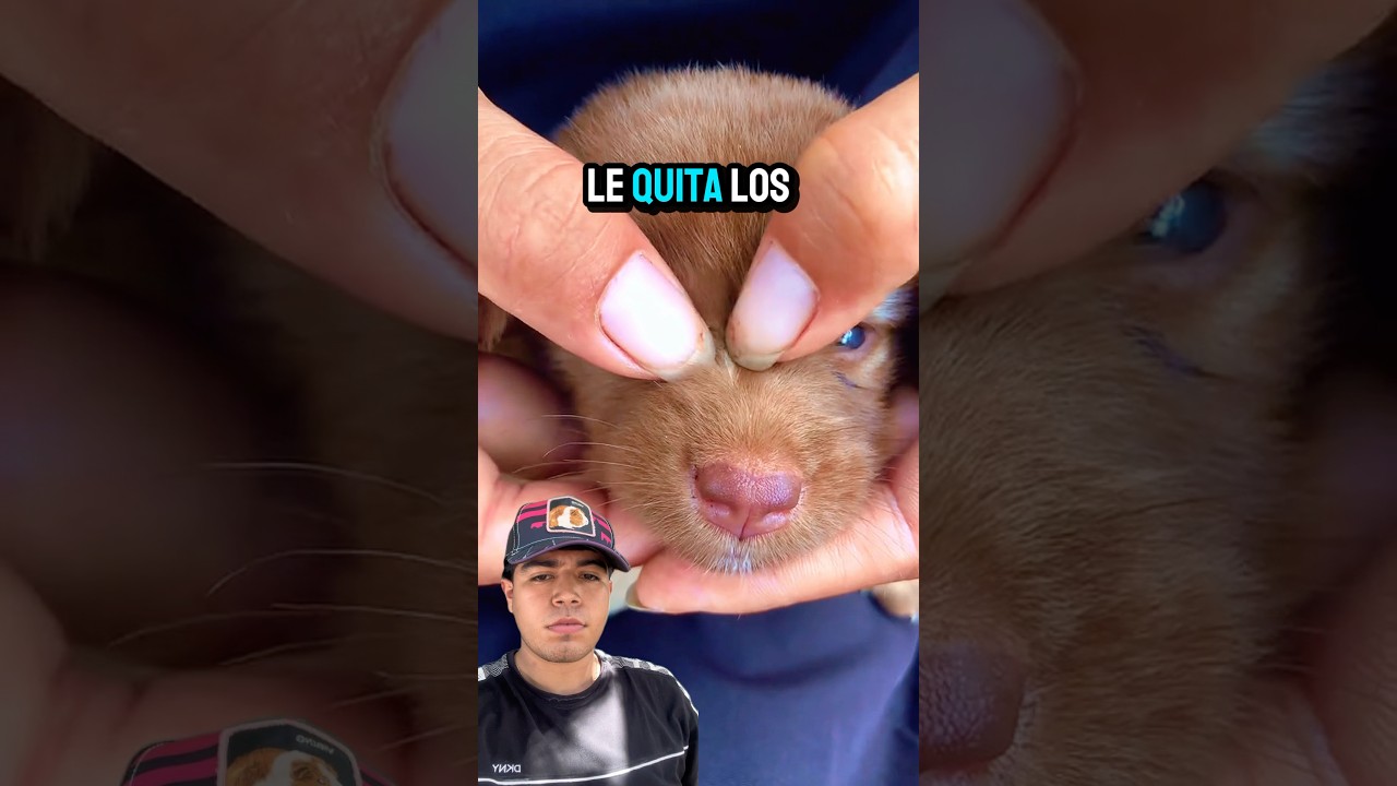 As&iacute; esta persona le quita las pulgas a su perro