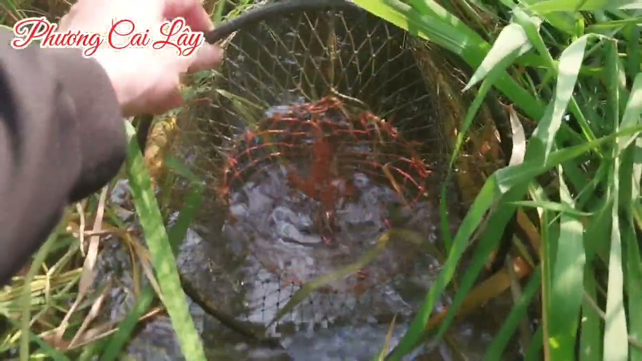 Nay trúng mánh toàn Hugo không.  Quá đỉnh #thamloca #phuongcailay 