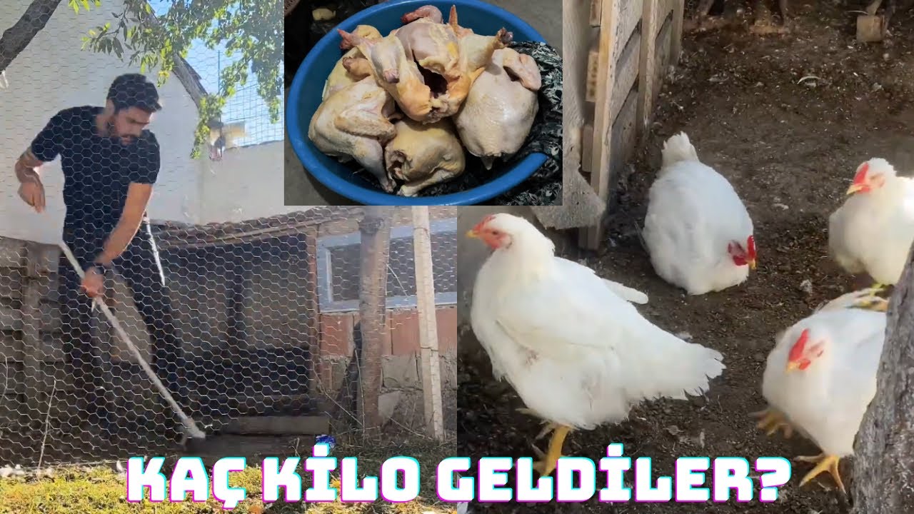 YÜRÜYEMEYEN ETLİK TAVUKLARI KESTİK~KAÇ KİLO GELDİLER