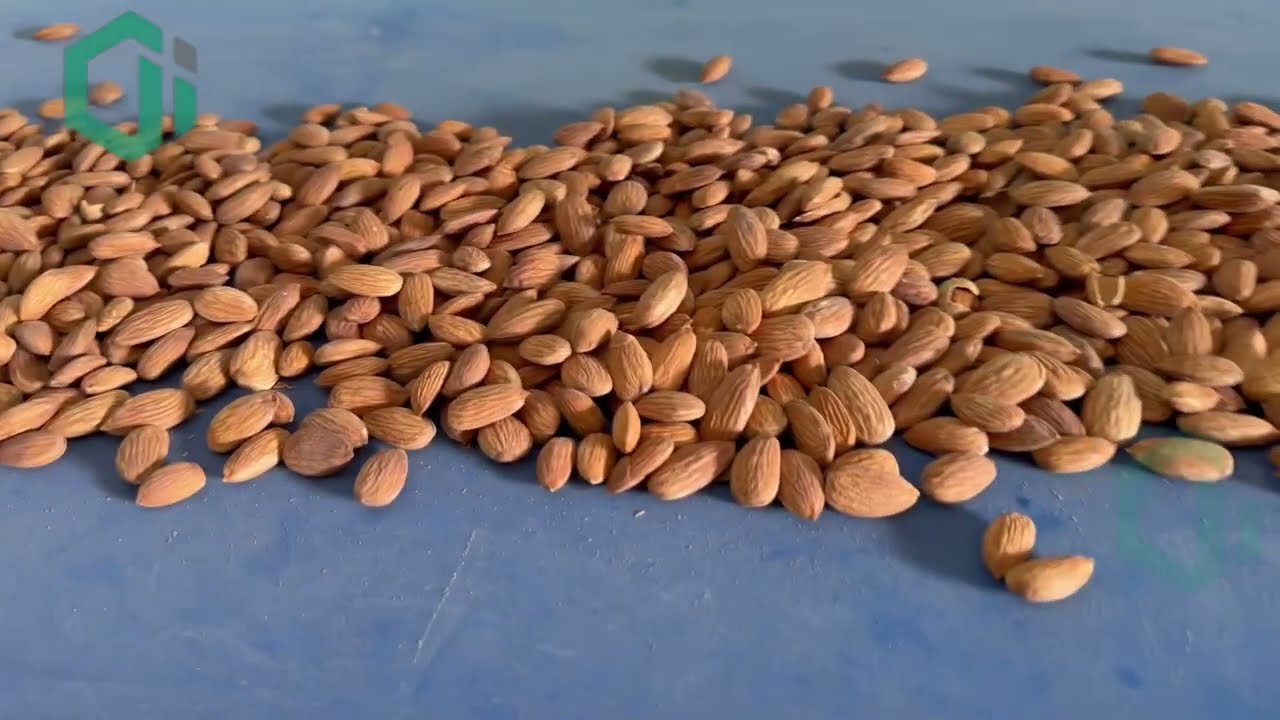 Almond cracking machine plant ~ almond shelling machine ~ Gajanand industries #almond#shelling