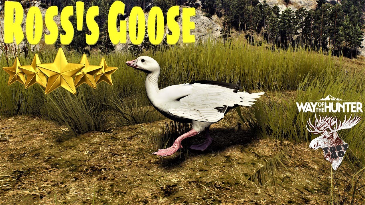 Way of the Hunter: Ross's Goose