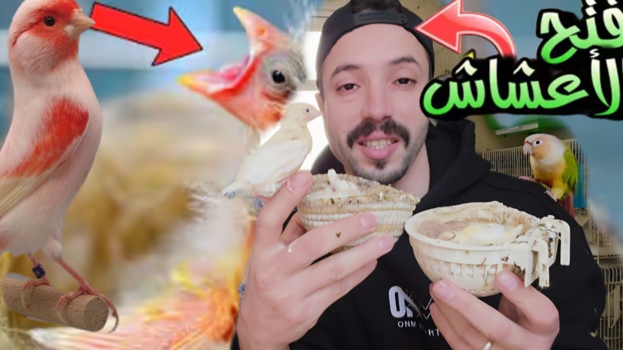 فتح الأعشاش🪺 شاهد نمو فراخ الكناري والجولديان فينش يومًا بعد يوم 🐣#كناري 