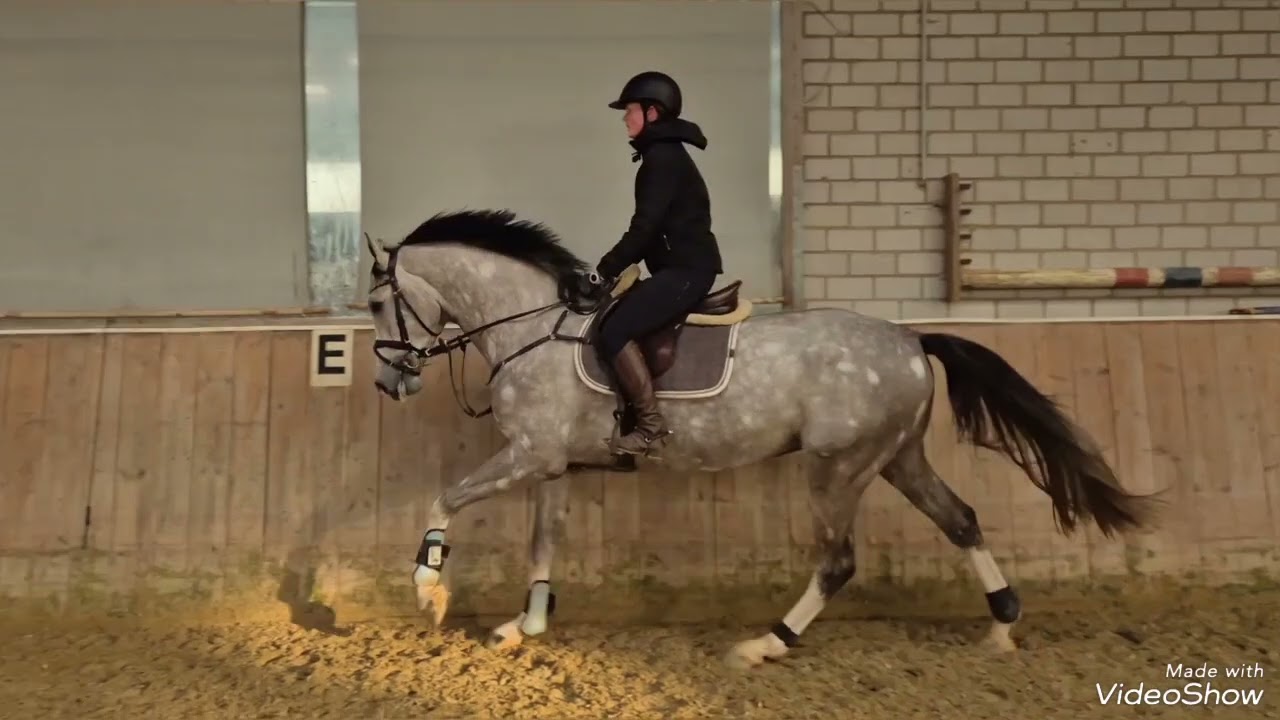 SOLD to USA_Top Hunter or Equitation prospect! 5yo gelding by Harley VDL x Zirocco Blue