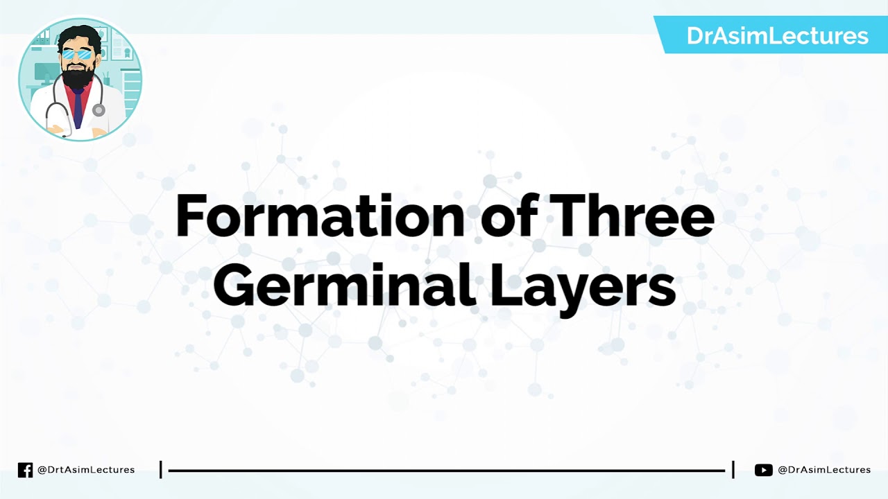 Early Development and Formation of Three Germ Layers | Hindi / Urdu