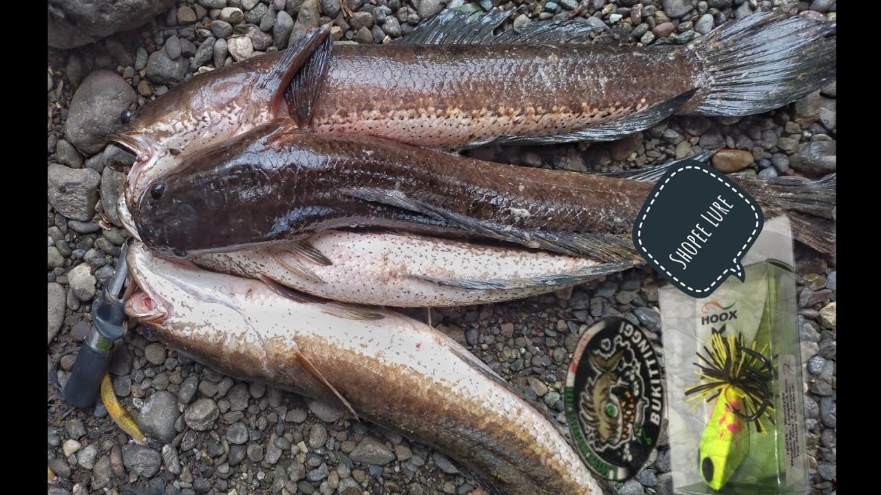 Snakehead Fishing Dalag|bulig  Channa striata  (using shopee lure jump frog)  Mancing Ikan Gabus
