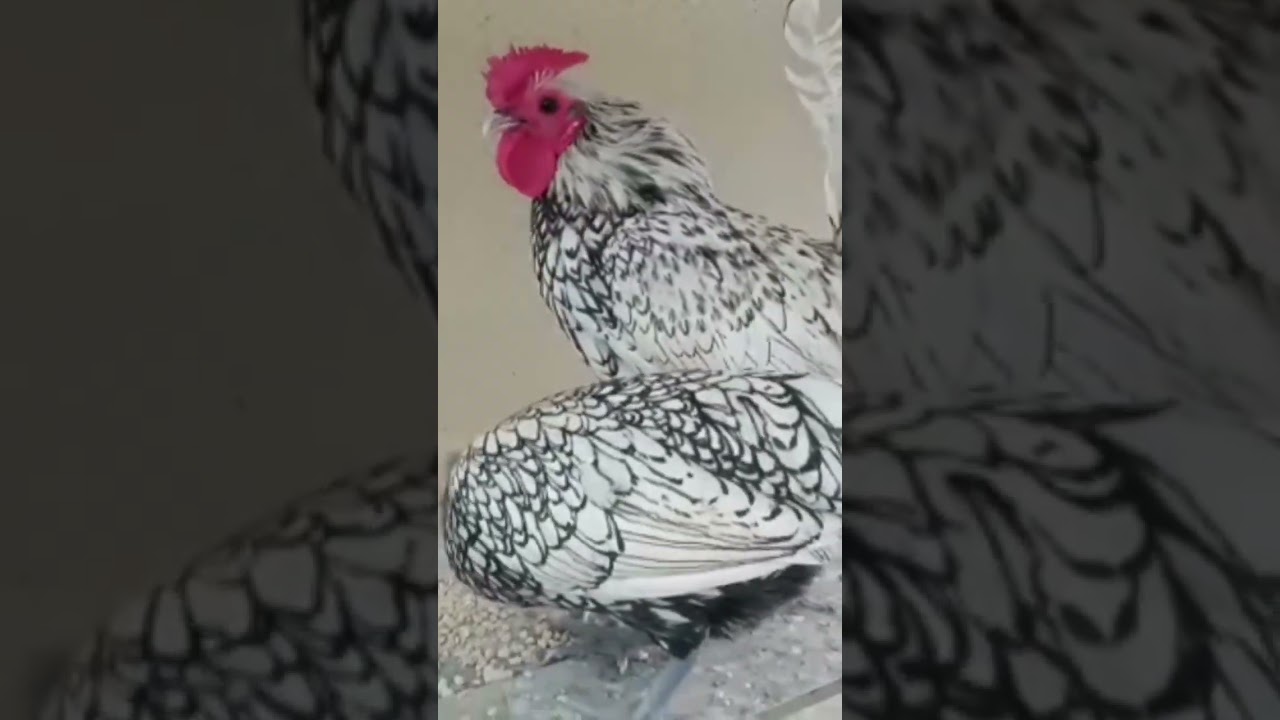 Silver cebrite hens|