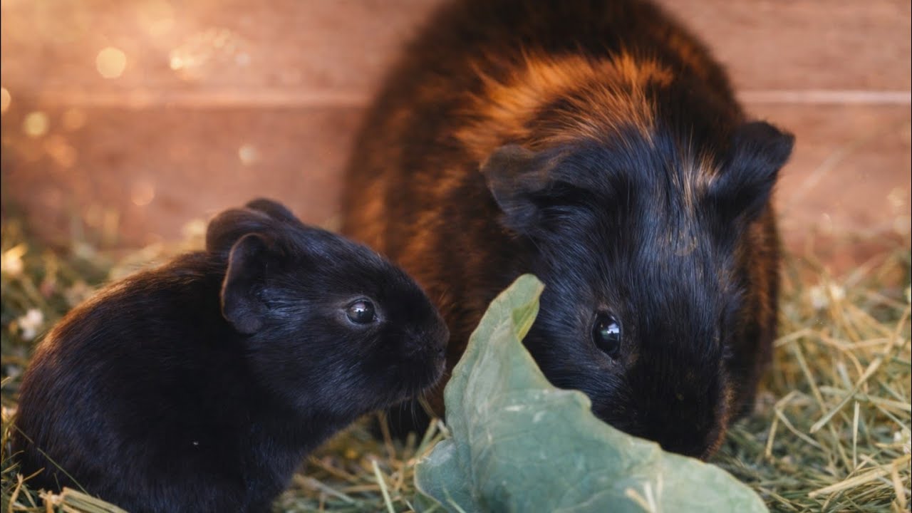 Our Newest Born Guinea Pig 