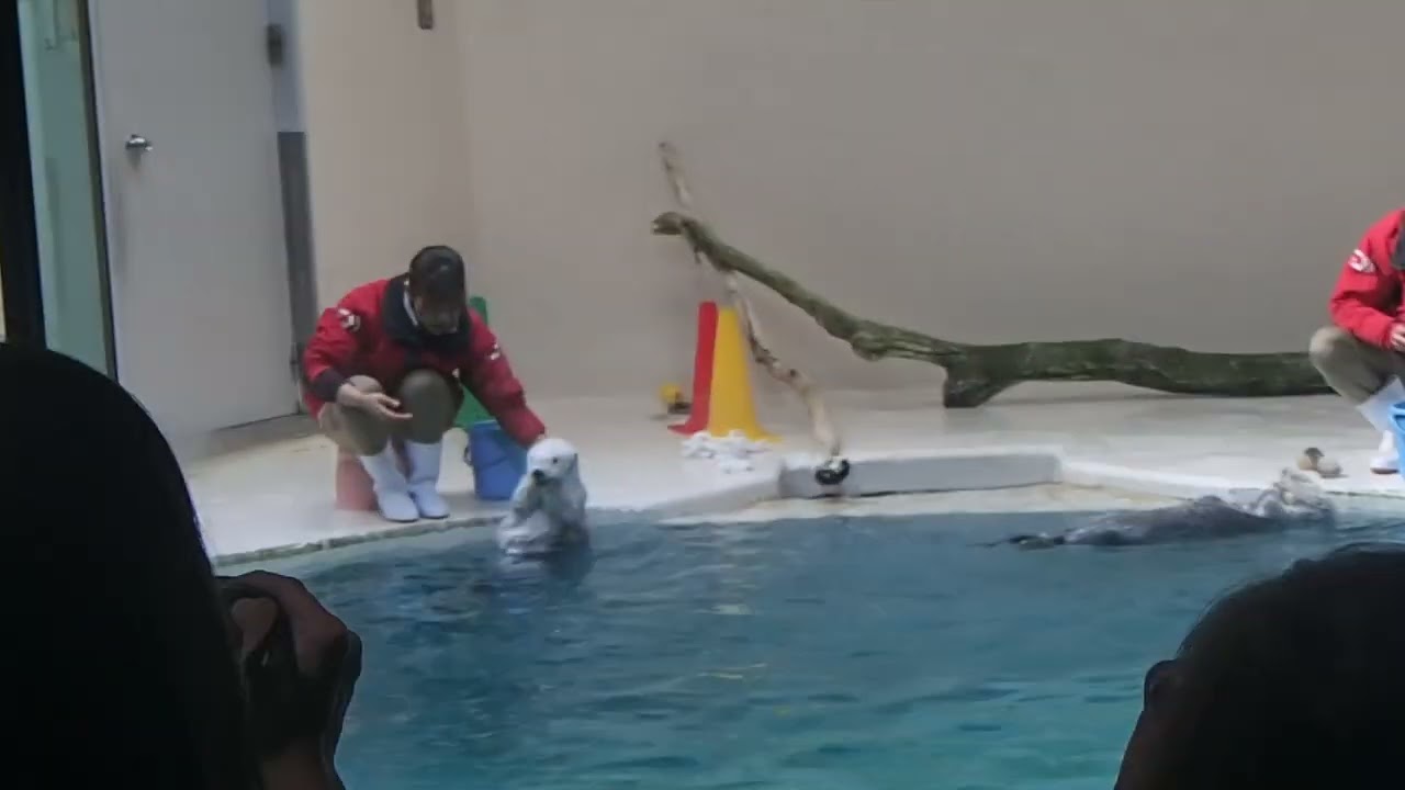 鳥羽水族館のラッコ①