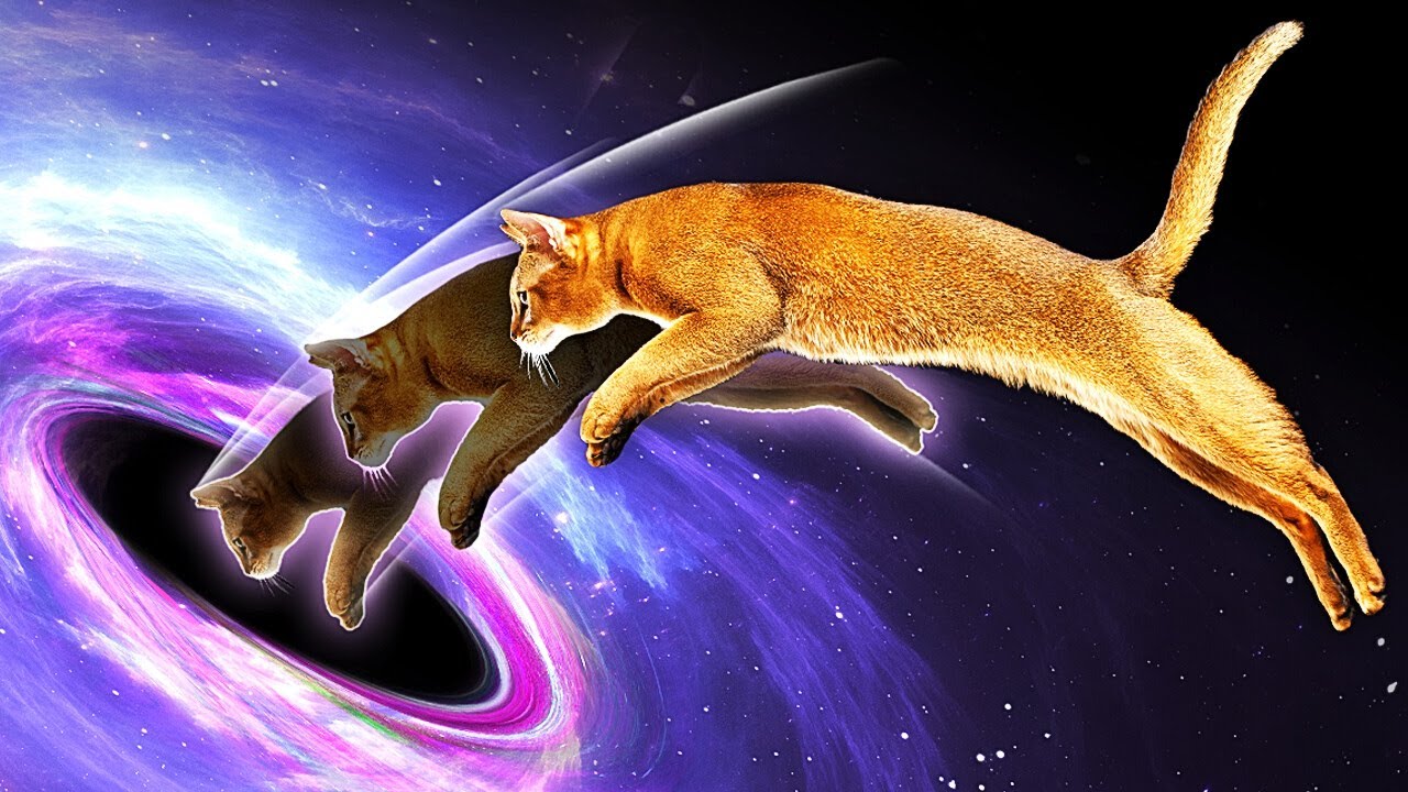 Почему черные дыры &mdash; это кот Шредингера