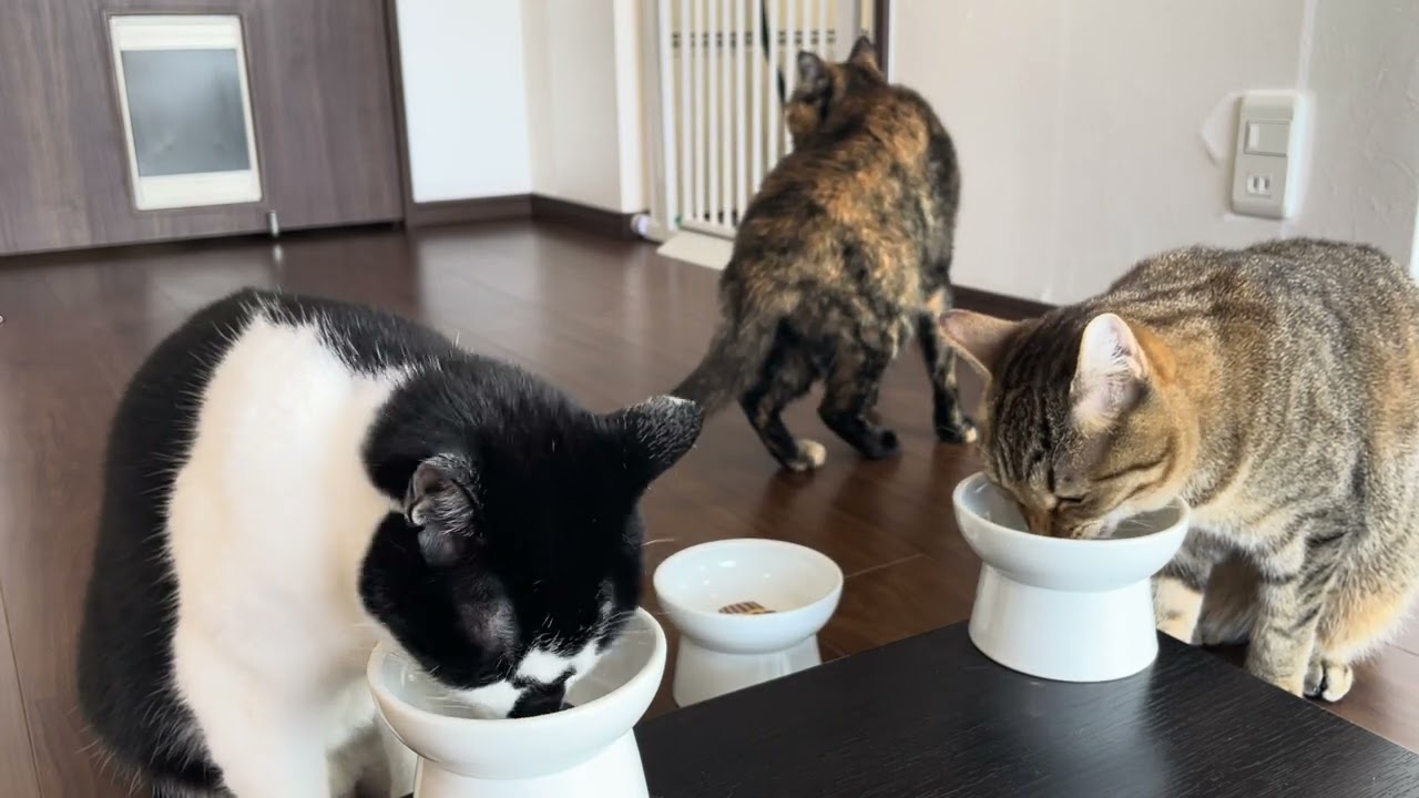 1767 20260208 朝ごはん Enjoy your meal, Bon appetit