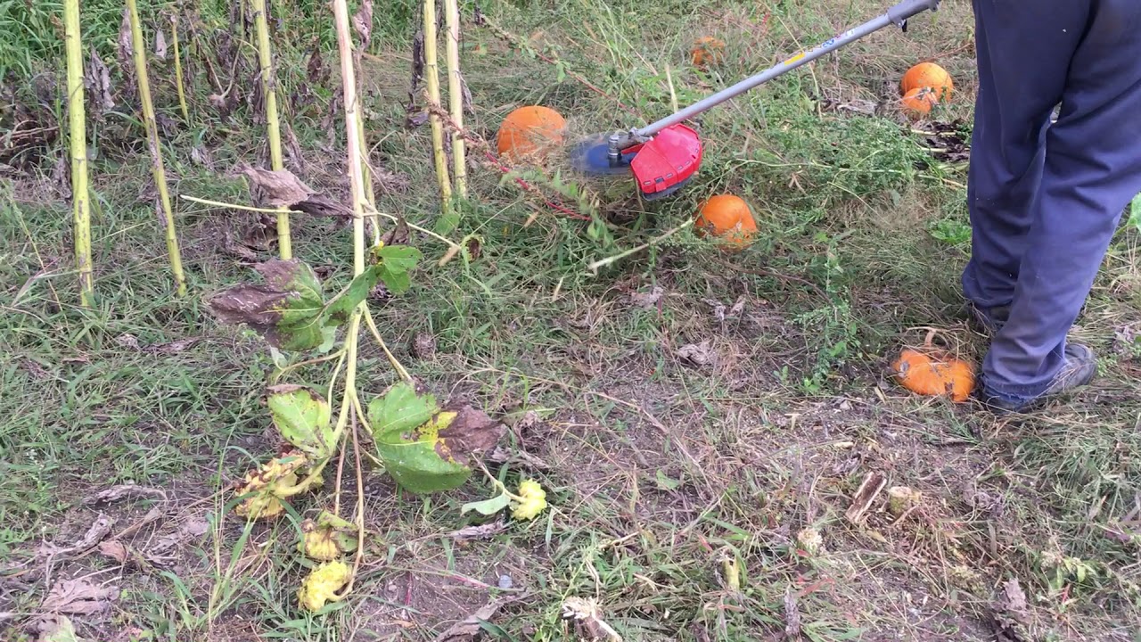 Knocking Down Sunflower Stalks Efco DS2400D, AGP Force 8