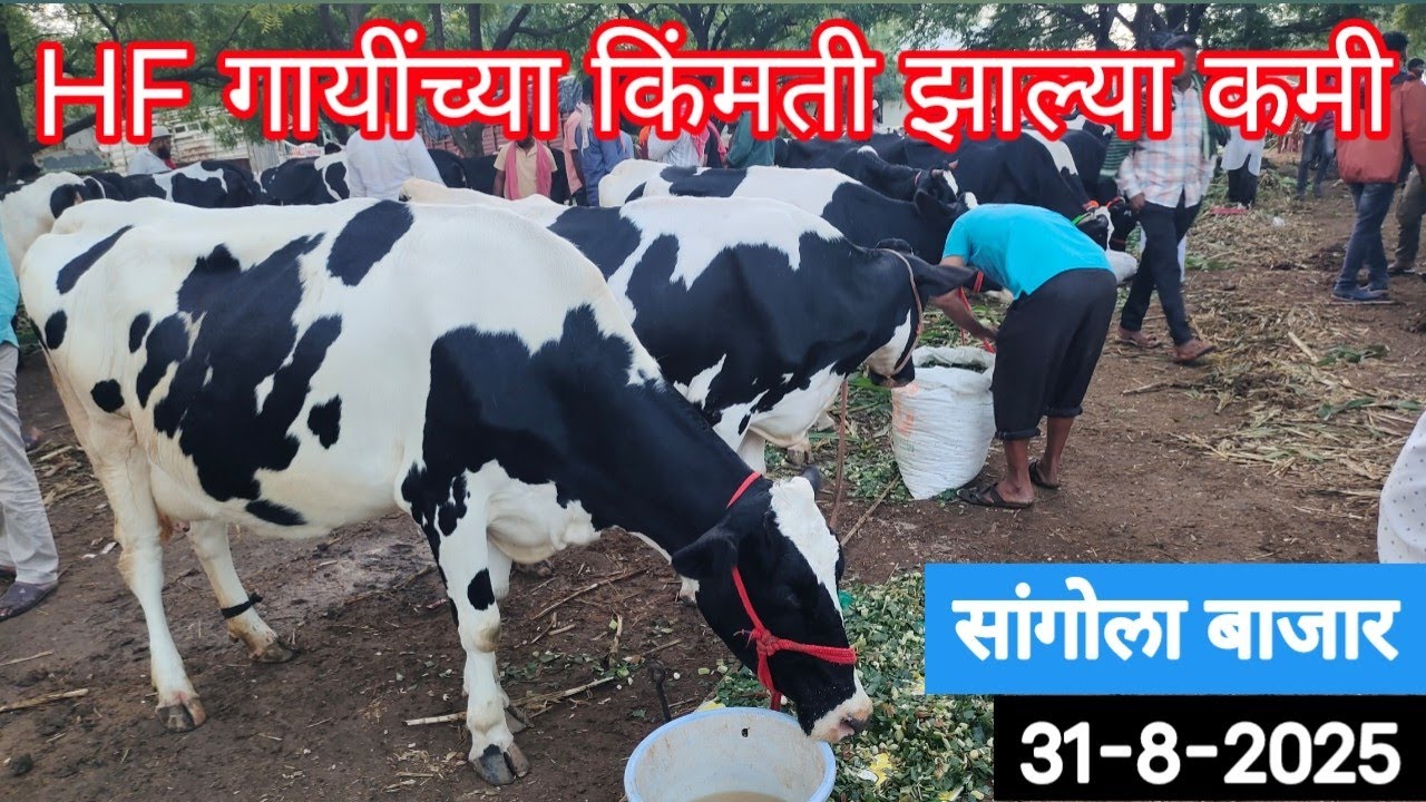 HF गायींच्या किंमती झाल्या कमी सांगोला बाजार 31 ऑगस्ट 2025 / HF Cow Market Sangola