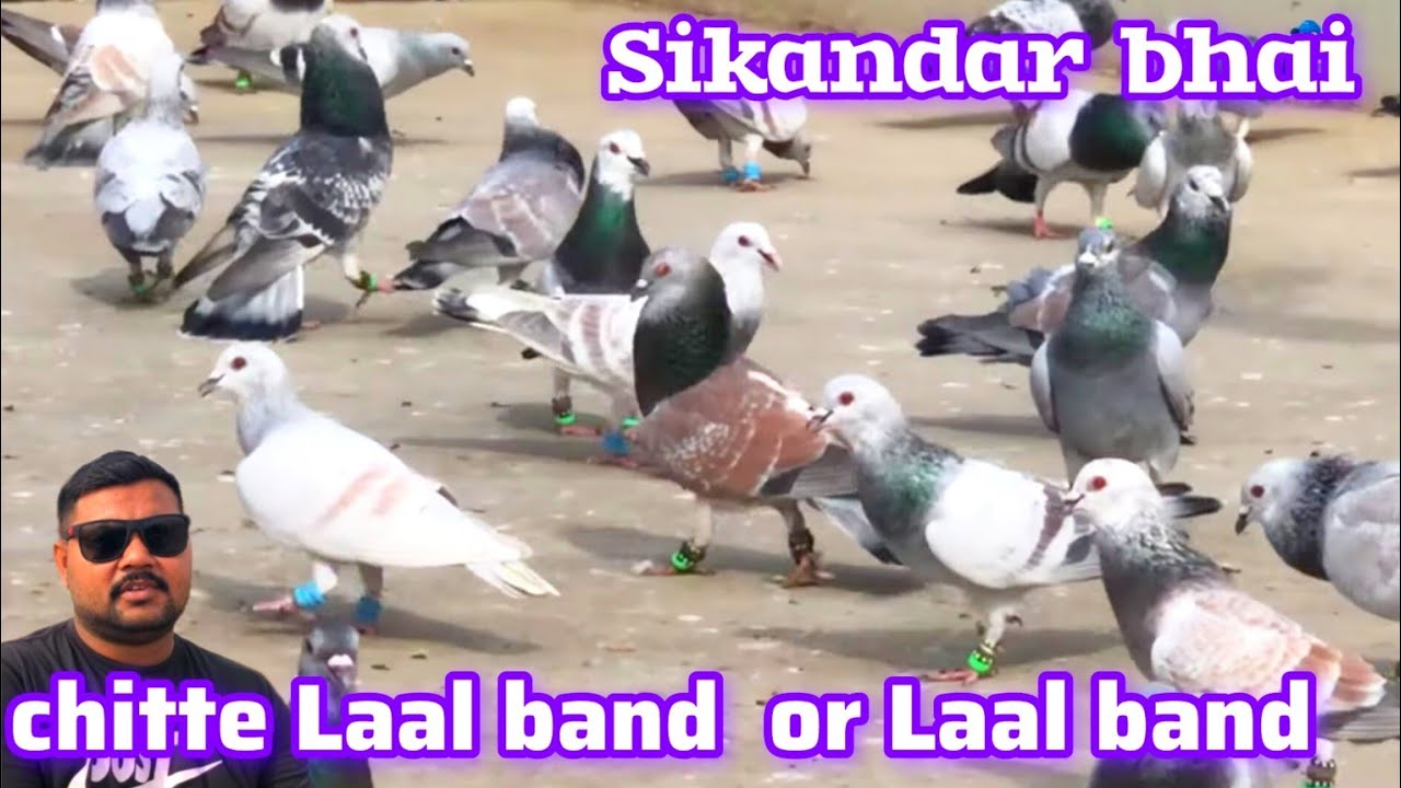 Сикандар Бхаи Ке Читте Лаал Банд Кабутар | Оригинальная коллекция Laal Band Pigeon 2025