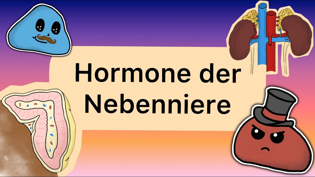Hormone der NEBENNIERE