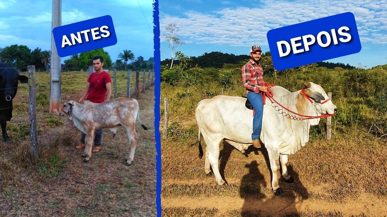 INCR&Iacute;VEL MUDAN&Ccedil;A DO MEU BOI NELORE 