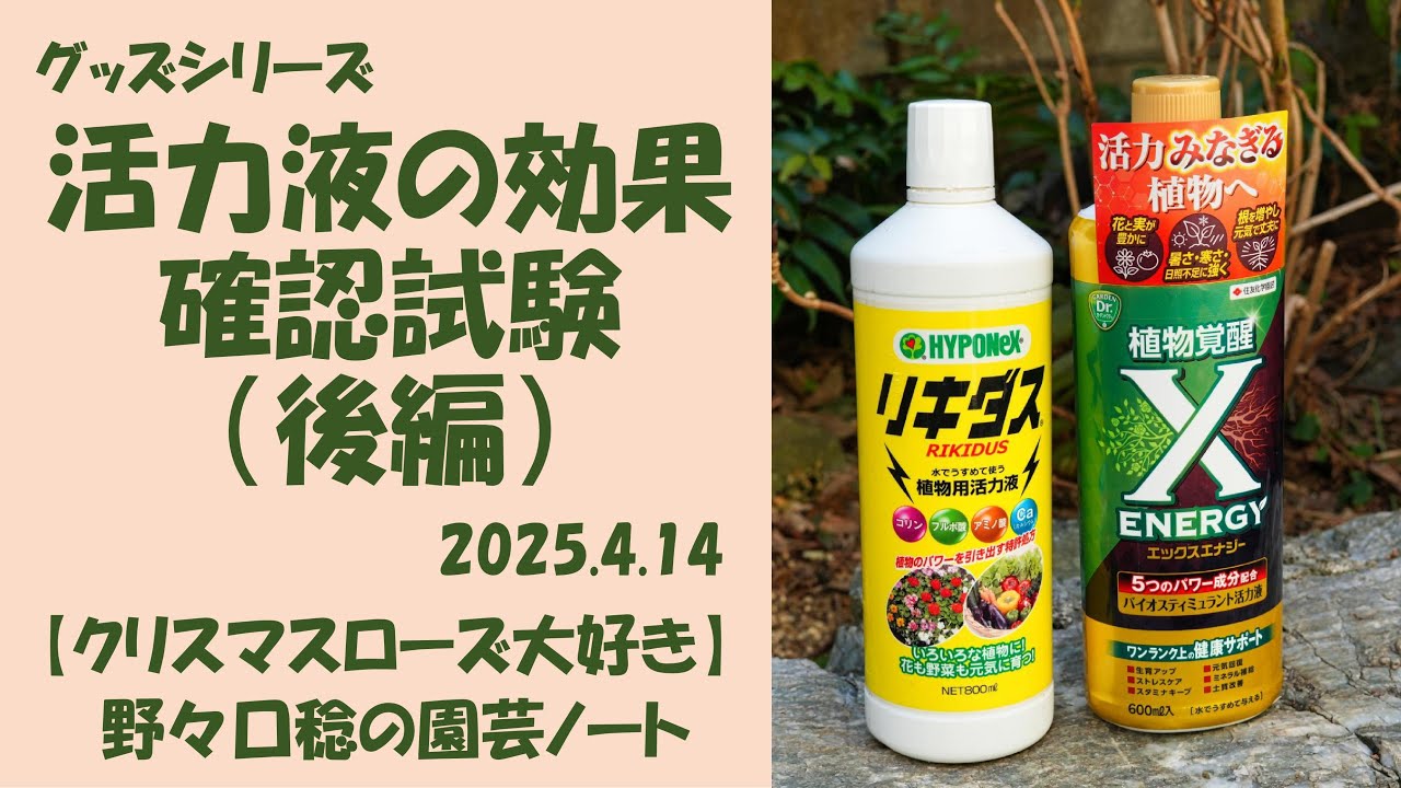 2025.4.14 活力液の効果確認試験（後編）