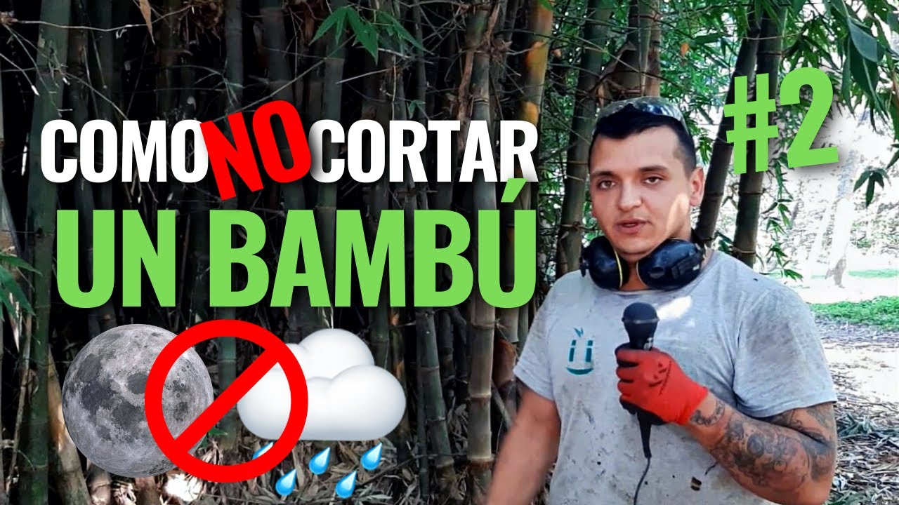 Ten en Cuenta Esto Antes de Cortar un Bambú - Tambú oficial